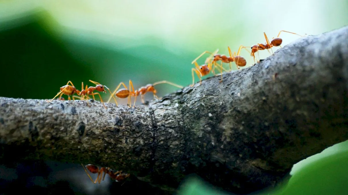 Câte furnici sunt în lume?