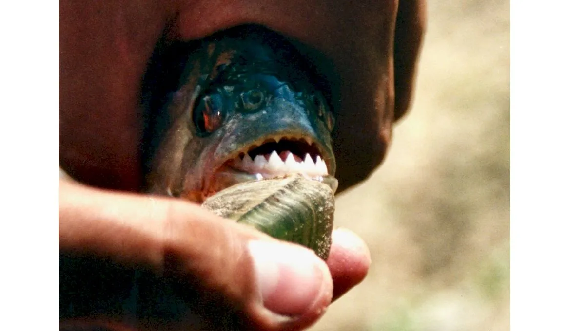 Mănâncă peștii piranha oameni sau nu?
