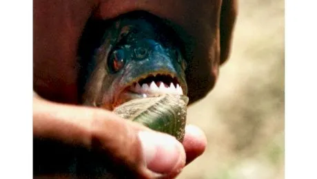 Mănâncă peștii piranha oameni sau nu?