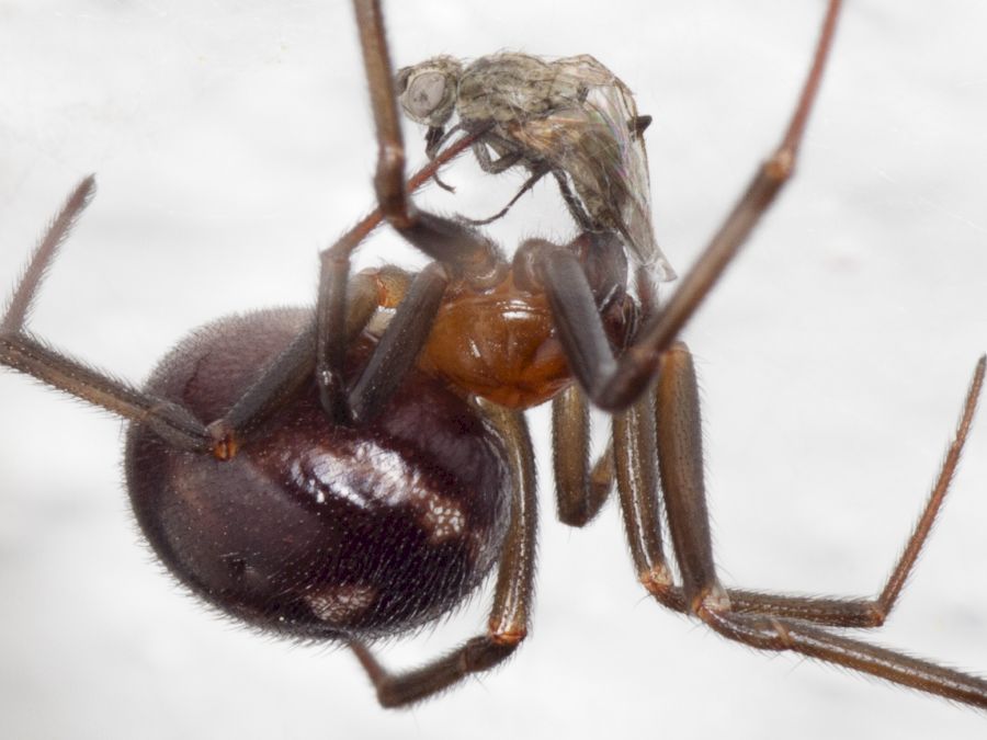 Steatoda_grossa