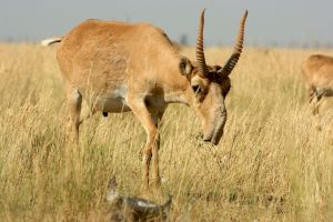 Animale superbe care au dispărut de pe teritoriul României. Antilopa Saiga, măgarul sălbatic sau bourul