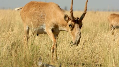 Animale superbe care au dispărut de pe teritoriul României. Antilopa Saiga, măgarul sălbatic sau bourul