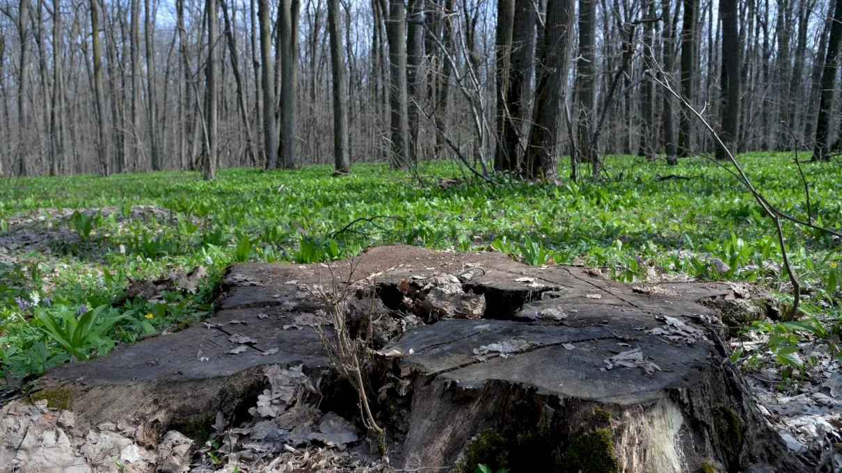 De unde vine expresia „fură ca-n codrul Vlăsiei”? Ce era în acea pădure?