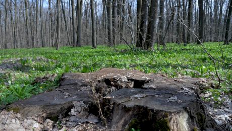 De unde vine expresia „fură ca-n codrul Vlăsiei”? Ce era în acea pădure?