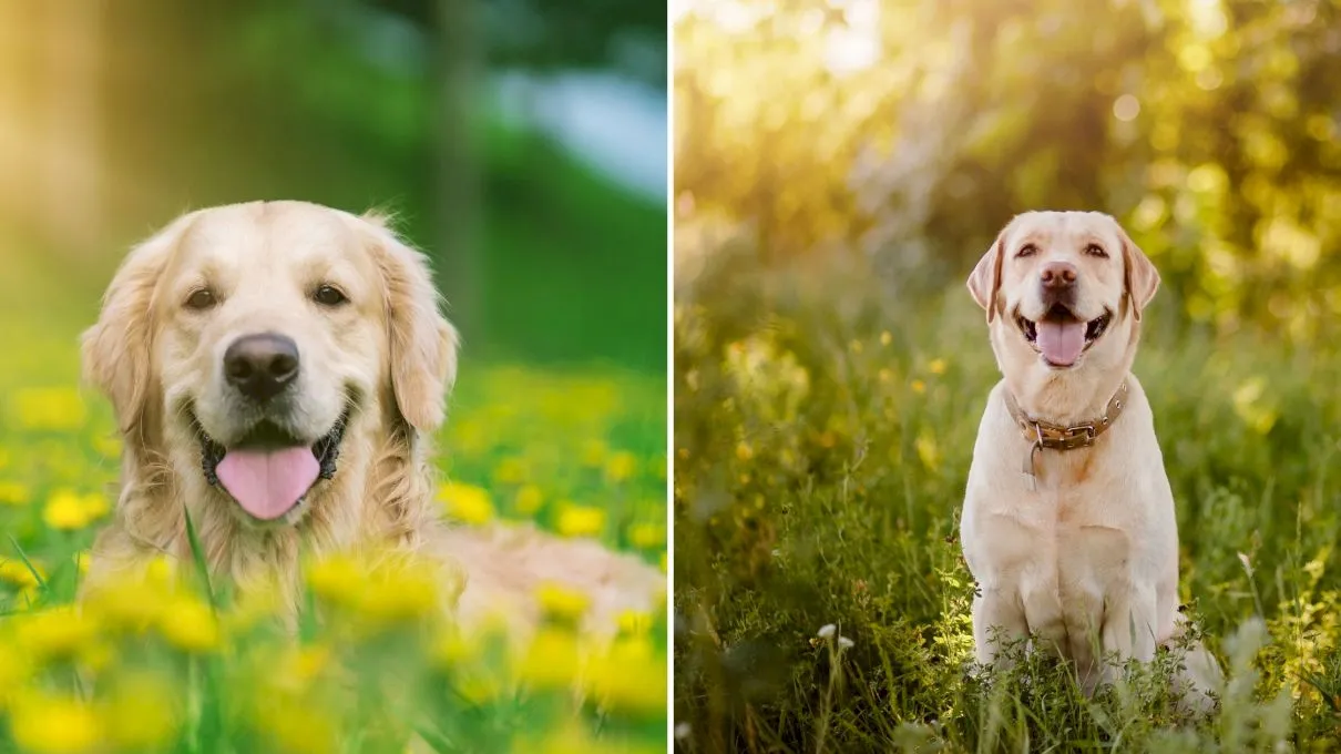 Care sunt diferențele dintre un Labrador și un Golden Retriever?