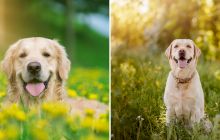 Care sunt diferențele dintre un Labrador și un Golden Retriever?