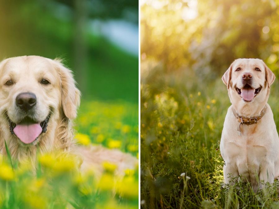 golden-retriever-vs-labrdor-retriever