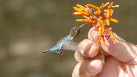 Curiozități despre pasărea colibri-albină, cea mai mică din lume