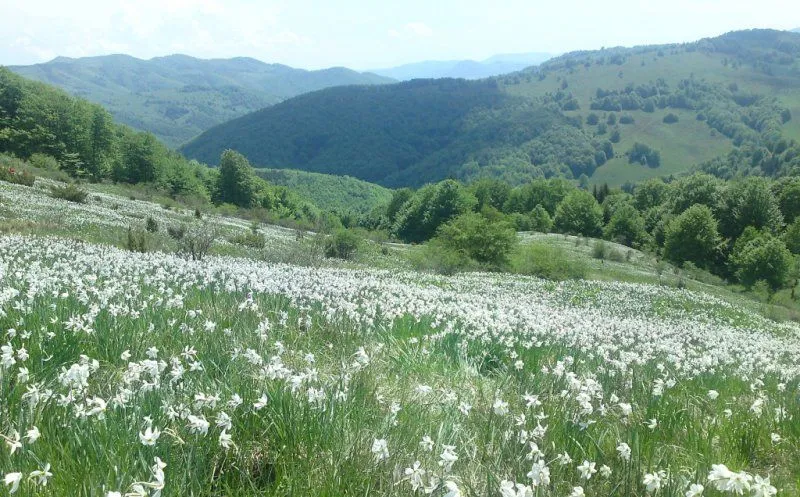 Poiana Narciselor, unul dintre cele mai frumoase locuri din România