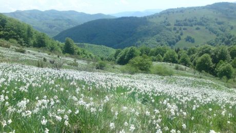 Poiana Narciselor, unul dintre cele mai frumoase locuri din România