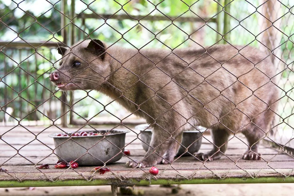 Cum se obține cea mai scumpă cafea din lume din fecalele unui animal? În București, o ceașcă se vinde cu 190 de lei