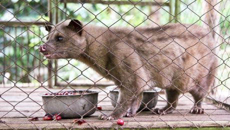 Cum se obține cea mai scumpă cafea din lume din fecalele unui animal? În București, o ceașcă se vinde cu 190 de lei