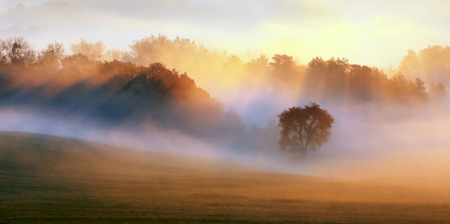 Spring Mist, trees are wet, damp fog of forest