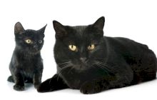 De ce pisicile negre sunt asociate cu ghinionul?