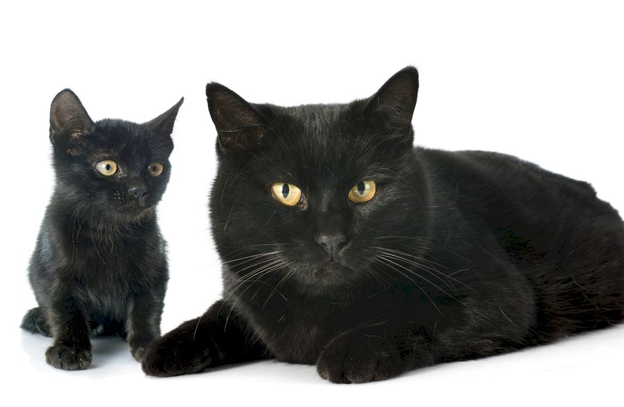pisicile negre