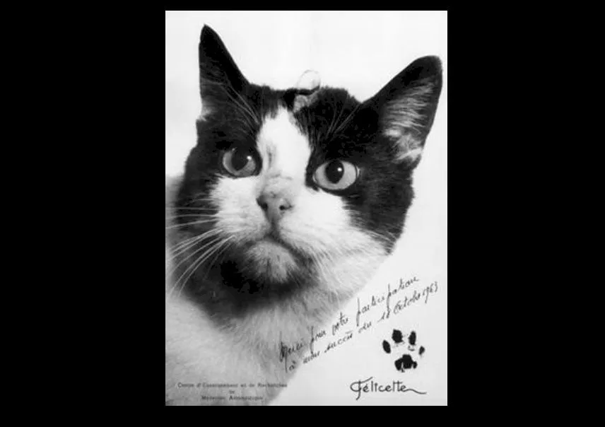 Povestea pisicii Felicette, prima felină care a mers vreodată în spațiu