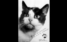 Povestea pisicii Felicette, prima felină care a mers vreodată în spațiu