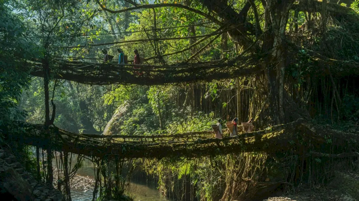 Care este povestea podurilor naturale din India?