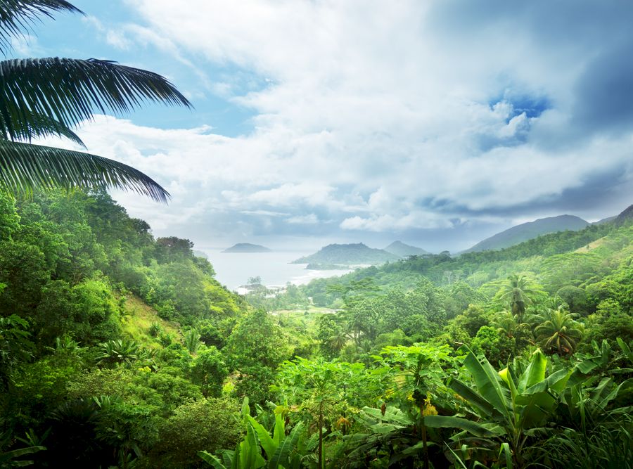 jungle of seychelles island