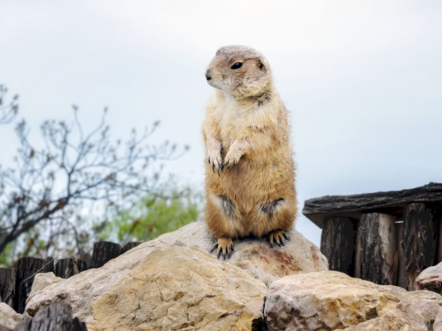 Marmota