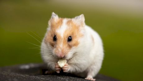 De ce, uneori, hamsterii își mănâncă puii?