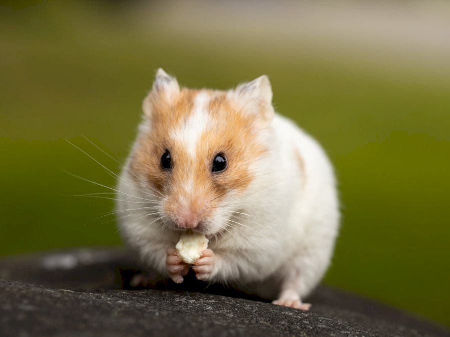 hamster