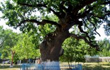 Povestea stejarului la umbra căruia s-a odihnit Ștefan cel Mare