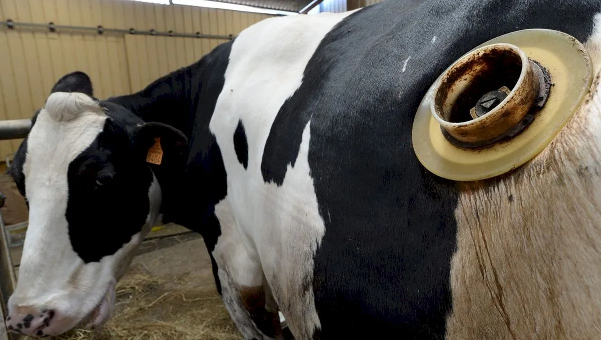 De ce unele vaci au găuri în stomac?