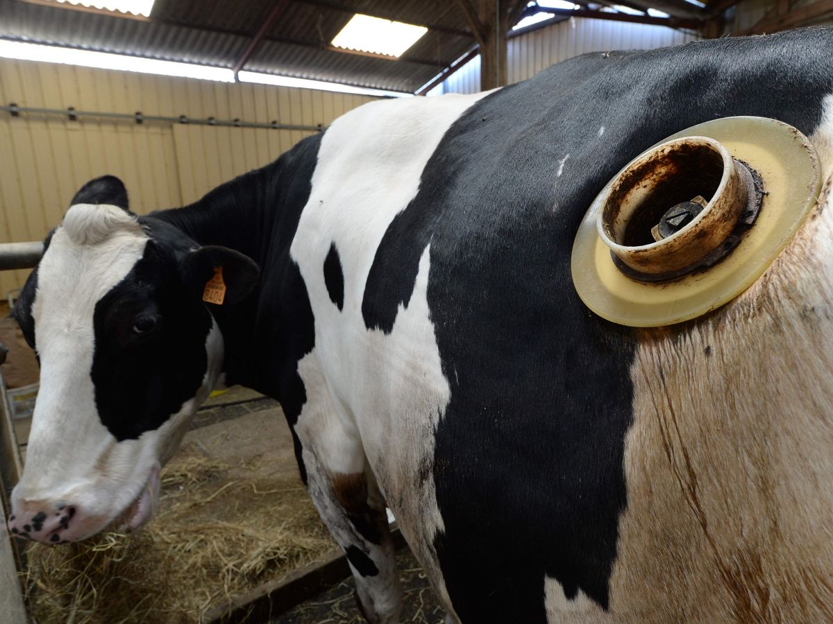 De ce unele vaci au găuri în stomac?