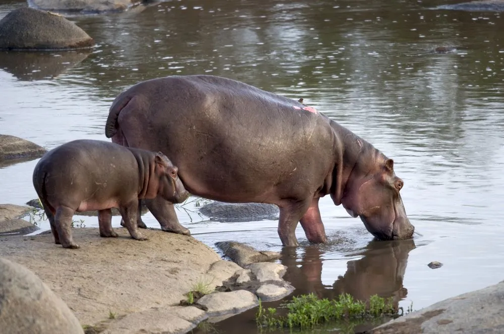 Este laptele de hipopotam roz?