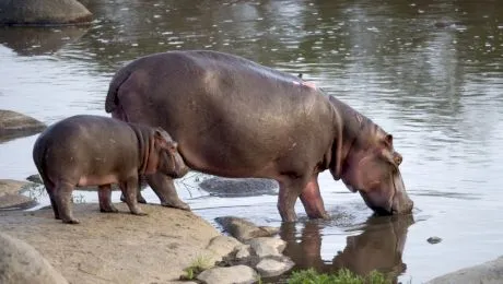Este laptele de hipopotam roz?