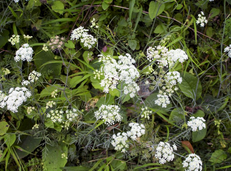 Pimpinella anisum anason