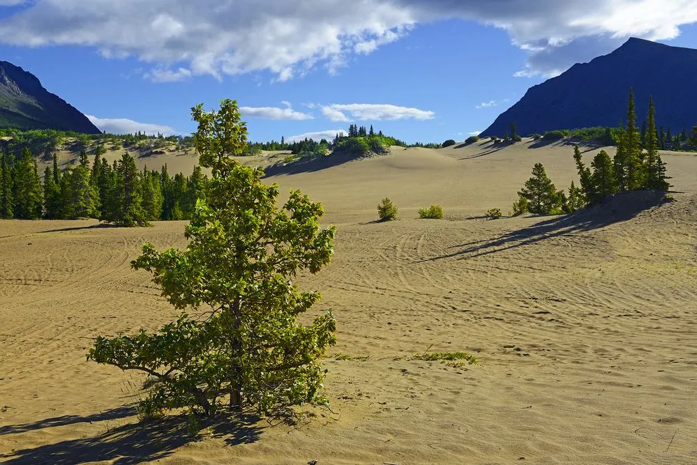 Care este cel mai mic deșert din lume?
