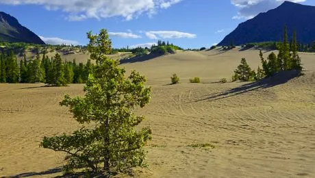 Care este cel mai mic deșert din lume?