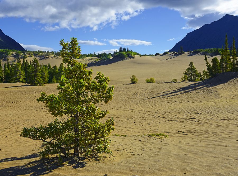 Carcross