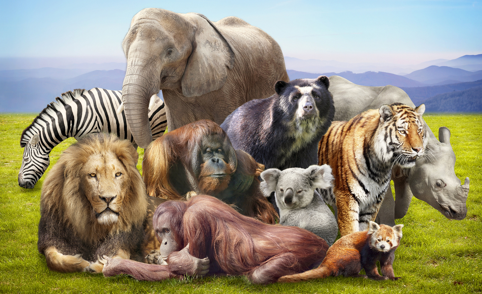 Где много звери. Много животных. Множество животных. Животные на одной картинке. Много животных на одной картинке.