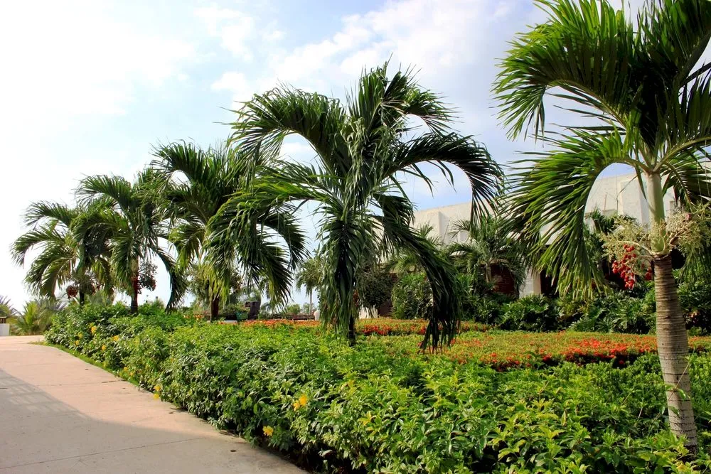 Ce fruct face palmierul și la ce se folosește?