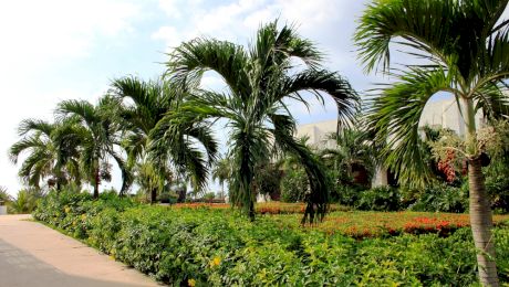Ce fruct face palmierul și la ce se folosește?
