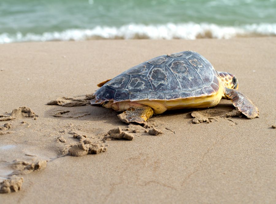 Loggerhead Sea Turtle