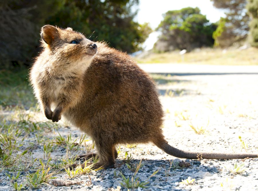 Quokka animal zambaret