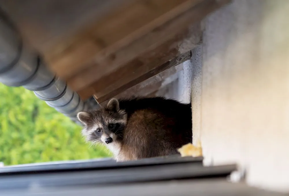 Ce înseamnă animale omnivore? Exemple de animale omnivore