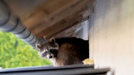 Ce înseamnă animale omnivore? Exemple de animale omnivore