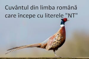 Nu te mai poate închide nimeni la fazan cu „NT”. Există în limba română un cuvânt care începe cu NT