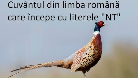 Nu te mai poate închide nimeni la fazan cu „NT”. Există în limba română un cuvânt care începe cu NT