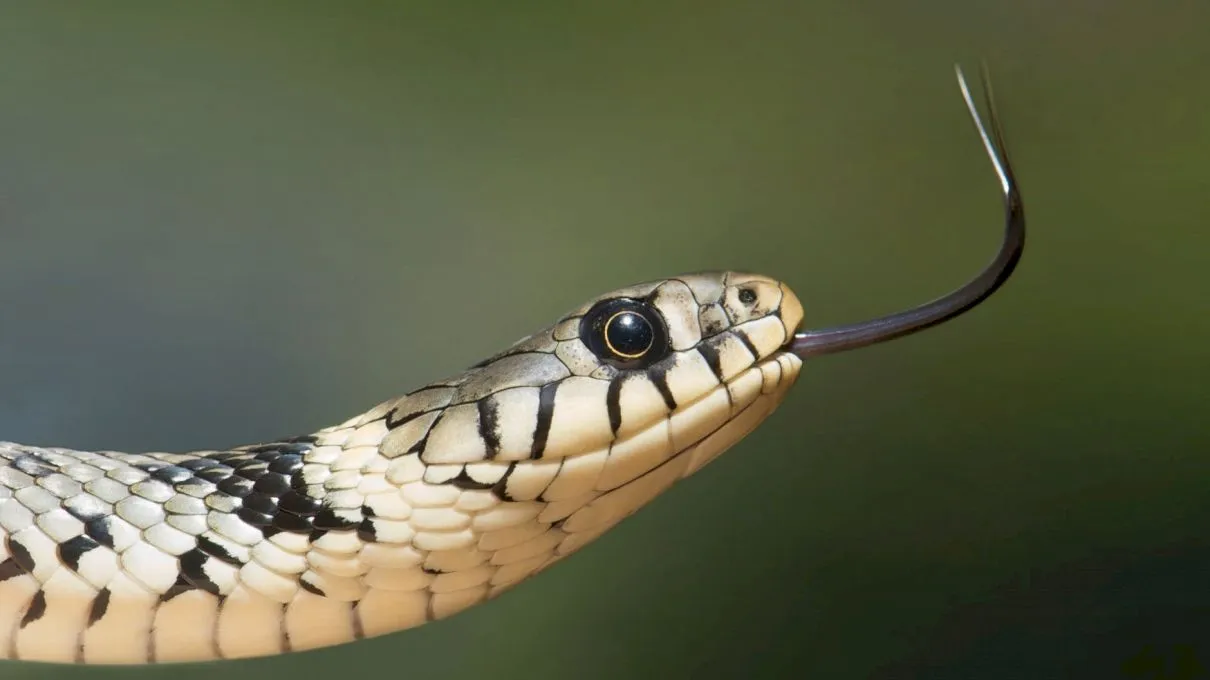 De ce șerpii scot limba?