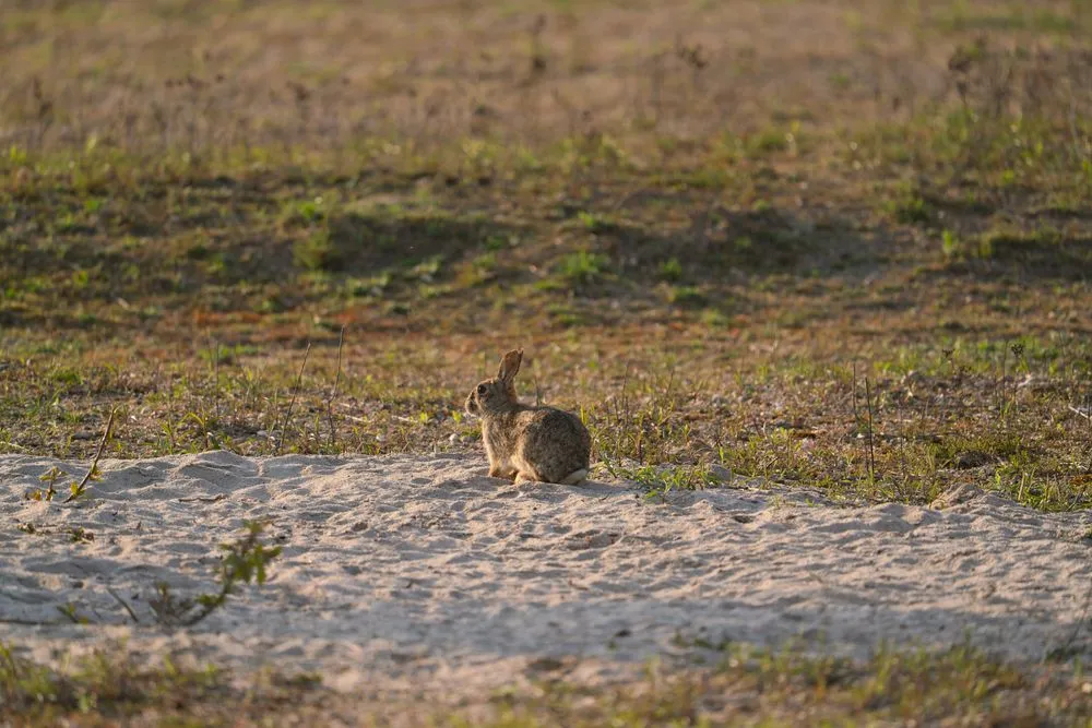 Cum au ajuns iepurii in Australia? În 1859 erau 24 de capete. În 70 de ani au ajuns la 10 miliarde
