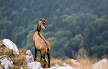 Imaginea din Munții Carpați pe care un fotograf o surprinde o dată-n viață! Protagoniști? Un urs și o capră neagră