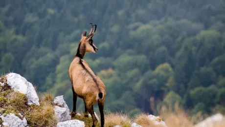 Imaginea din Munții Carpați pe care un fotograf o surprinde o dată-n viață! Protagoniști? Un urs și o capră neagră