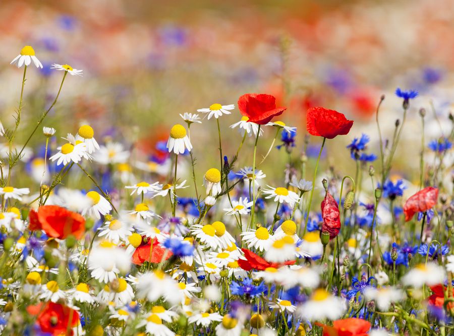 abundance of blooming wild flowers on the meadow at spring time