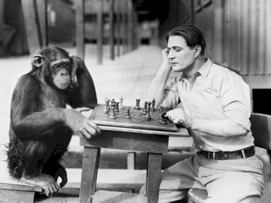 Barbat joaca sah cu o maimuta